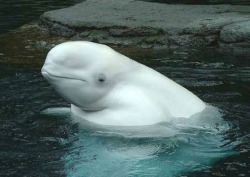 Picture of Beluga Whale